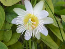 Passiflora discophora -HW